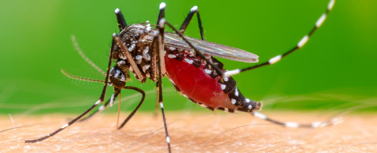 mosquito